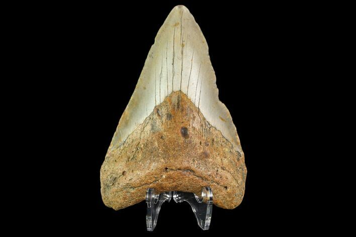 Fossil Megalodon Tooth - North Carolina #109686